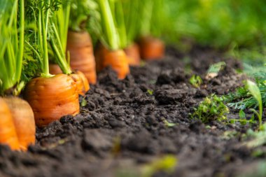 Bahçede havuç hasadı. Seçici odaklanma. Yiyecek..