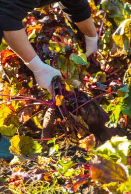 Bahçede pancar hasadı. Seçici odaklanma. Yiyecek..