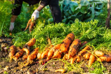 Bahçede havuç hasadı. Seçici odaklanma. Yiyecek..