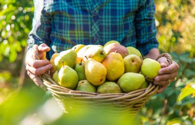 Bahçede armut hasadı. Seçici odaklanma. yiyecek.
