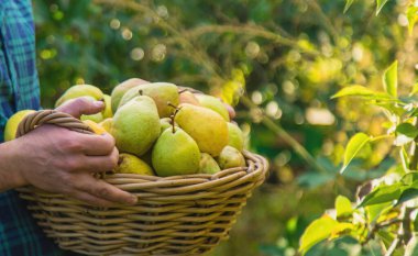 Bahçede armut hasadı. Seçici odaklanma. yiyecek.