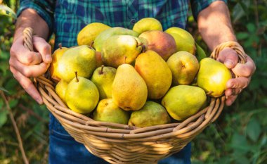 Bahçede armut hasadı. Seçici odaklanma. yiyecek.