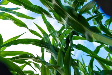 Tarlada mısır yetişiyor. Seçici odaklanma. Doğa.