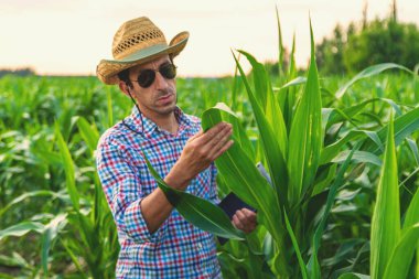 Çiftçi adam mısır tarlasını kontrol ediyor. Seçici odaklanma. Doğa.