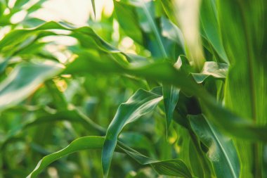 Tarlada mısır yetişiyor. Seçici odaklanma. Doğa.