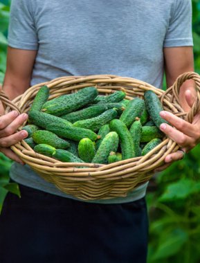 Erkek bir çiftçi bir serada salatalık topluyor. Seçici odaklanma. yiyecek.