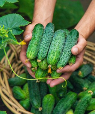 Erkek bir çiftçi bir serada salatalık topluyor. Seçici odaklanma. yiyecek.