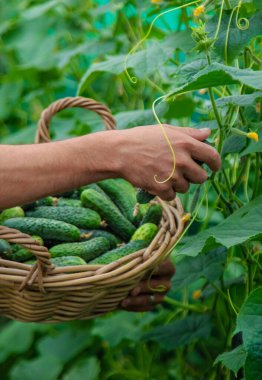 Erkek bir çiftçi bir serada salatalık topluyor. Seçici odaklanma. yiyecek.