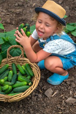Bir çocuk bahçede salatalık topluyor. Seçici odaklanma. çocuk.