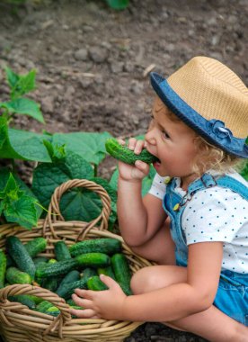 Bir çocuk bahçede salatalık topluyor. Seçici odaklanma. çocuk.