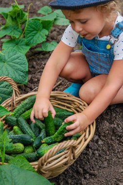 Bir çocuk bahçede salatalık topluyor. Seçici odaklanma. çocuk.