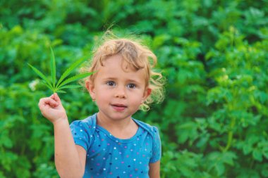 Bir çocuk elinde kenevir yaprağı tutuyor. Seçici odaklanma. Çocuk.
