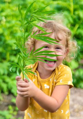 Bir çocuk elinde kenevir yaprağı tutuyor. Seçici odaklanma. Çocuk.