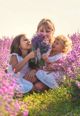 Anne ve çocuklar lavanta tarlasında. Seçici odaklanma. Doğa.