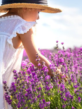 Lavanta tarlasında bir çocuk. Seçici odaklanma. Doğa.