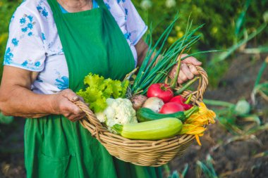 Yaşlı bir kadın bahçede sebze topluyor. Seçici odaklanma. Yiyecek..