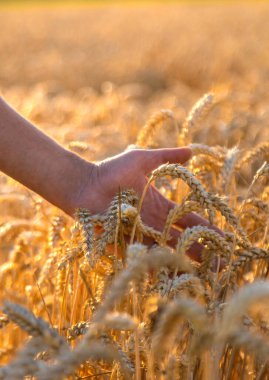 Buğday tarlasında bir çiftçi. Seçici odaklanma. Doğa,