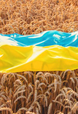 Buğday tarlasında Ukrayna bayrağı. Seçici odaklanma. Doğa.