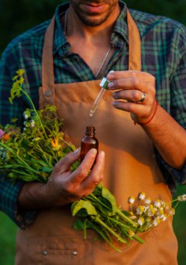 Bir adam tarlada şifalı bitkiler toplar. Seçici odaklanma. Doğa.