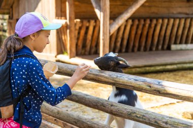 Bir çocuk çiftlikte bir keçiyi besler. Seçici odaklanma. Çocuk.