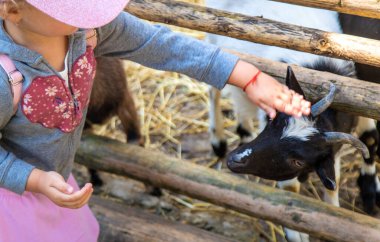 Bir çocuk çiftlikte bir keçiyi besler. Seçici odaklanma. Çocuk.