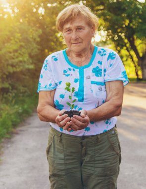 Büyükannem elinde filizlenen bir ağaç tutuyor. Seçici odaklanma. Doğa.