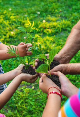 Büyükanne ve çocuk ellerinde filizlenen bir ağaç tutuyorlar. Seçici odaklanma. Doğa.