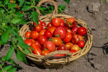 Bahçede domates hasadı. Seçici odaklanma. Yiyecek..