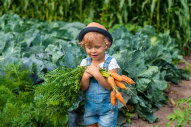 Bir çocuk bahçede havuç ve pancar topluyor. Seçici odaklanma. Doğa.
