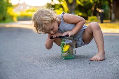 Bir çocuk elinde büyüteçle kavanoza bakar. Seçici odaklanma. Çocuk.