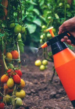 Bir adam bahçeye domates püskürtür. Seçici odaklanma. Yiyecek..