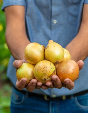 Bir çiftçinin ellerinde soğan hasadı. Seçici odaklanma. Yiyecek..