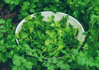 Bahçede Cilantro hasadı. Seçici odaklanma. Yiyecek..