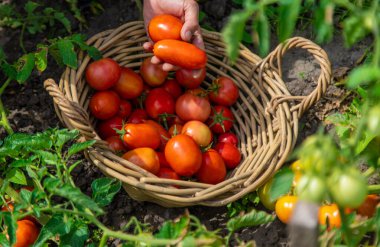 Bir çiftçi bahçede domates hasat eder. Seçici odaklanma. Yiyecek..