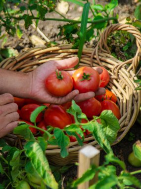 Bir çiftçi bahçede domates hasat eder. Seçici odaklanma. Yiyecek..