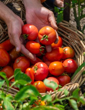 Bir çiftçi bahçede domates hasat eder. Seçici odaklanma. Yiyecek..