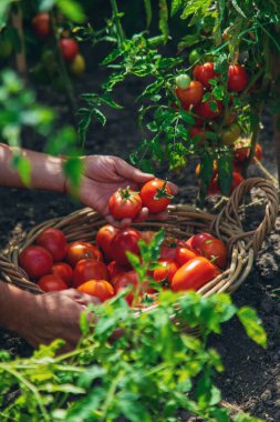Bir çiftçi bahçede domates hasat eder. Seçici odaklanma. Yiyecek..