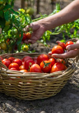 Bir çiftçi bahçede domates hasat eder. Seçici odaklanma. Yiyecek..