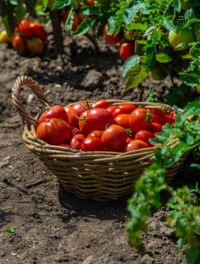 Bahçede domates hasadı. Seçici odaklanma. Yiyecek..