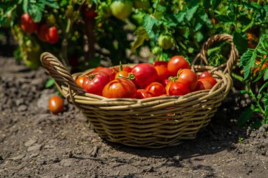 Bahçede domates hasadı. Seçici odaklanma. Yiyecek..