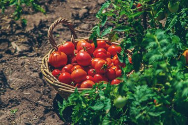 Bahçede domates hasadı. Seçici odaklanma. Yiyecek..