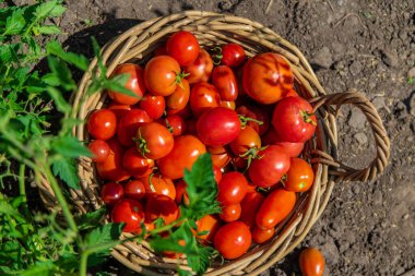 Bahçede domates hasadı. Seçici odaklanma. Yiyecek..