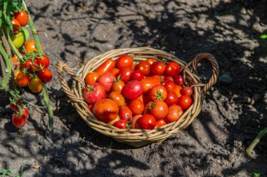 Bahçede domates hasadı. Seçici odaklanma. Yiyecek..