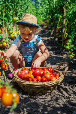 Bir çocuk bahçede domates topluyor. Seçici odaklanma. Çocuk.