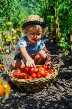 Bir çocuk bahçede domates topluyor. Seçici odaklanma. Çocuk.
