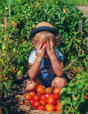 Bir çocuk bahçede domates topluyor. Seçici odaklanma. Çocuk.