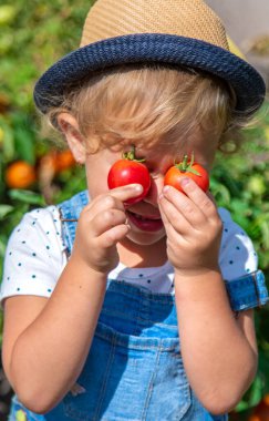 Bir çocuk bahçede domates topluyor. Seçici odaklanma. Çocuk.