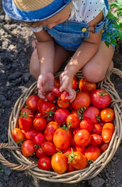Bir çocuk bahçede domates topluyor. Seçici odaklanma. Çocuk.