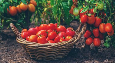 Bir çocuk bahçede domates topluyor. Seçici odaklanma. Çocuk.