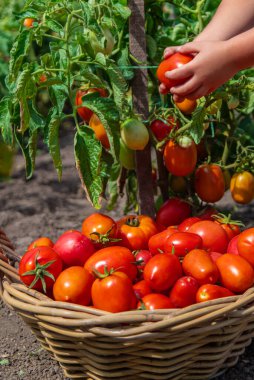 Bir çocuk bahçede domates topluyor. Seçici odaklanma. Çocuk.